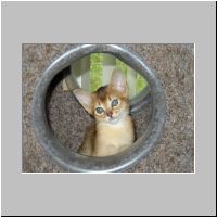 12 In de krabpaal.jpg